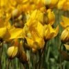 Tulp (Tulipa Sylvestris - Florentine Odorate) -Tuinplanten Winkel tulipa sylvestris 8