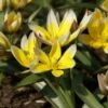 Tulp (Tulipa Tarda) -Tuinplanten Winkel tulipa tarda