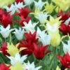 Tulp (Tulipa Tres Chic Festival®) -Tuinplanten Winkel tulipa tres chic festival 4
