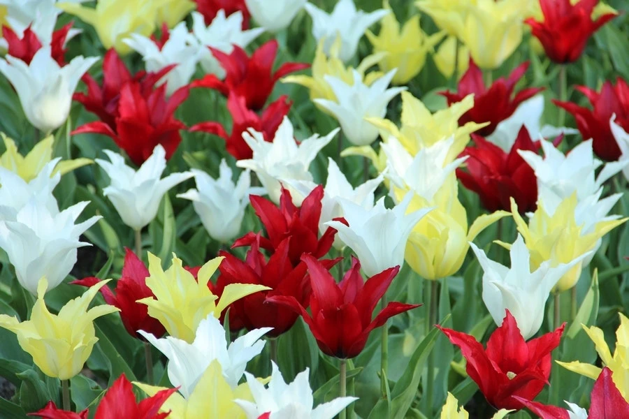 Tulp (Tulipa Tres Chic Festival®) 3 Tulp (Tulipa Tres Chic Festival®)