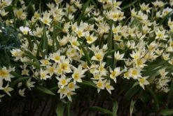 Tulp (Tulipa Turkestanica) -Tuinplanten Winkel tulipa turkestanica 4