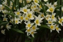 Tulp (Tulipa Turkestanica) -Tuinplanten Winkel tulipa turkestanica 5