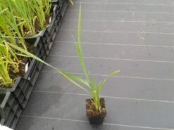 Grote Lisdodde (Typha Latifolia) -Tuinplanten Winkel typha latifolia 1