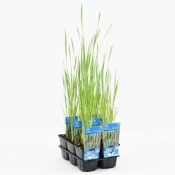 Grote Lisdodde (Typha Latifolia) -Tuinplanten Winkel typha latifolia 20180510111747