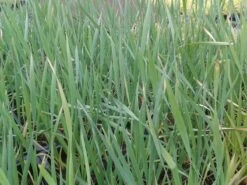 Grote Lisdodde (Typha Latifolia) -Tuinplanten Winkel typha latifolia 2