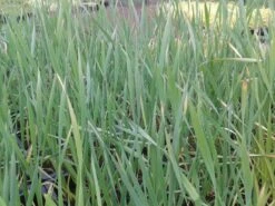 Grote Lisdodde (Typha Latifolia) -Tuinplanten Winkel typha latifolia 3