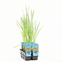 Grote Lisdodde (Typha Latifolia) -Tuinplanten Winkel typha latifolia t