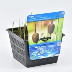 Kleinste Lisdodde (Typha Minima) 8 Kleinste Lisdodde (Typha Minima) -Tuinplanten Winkel typha minima 18x18 20180403201021