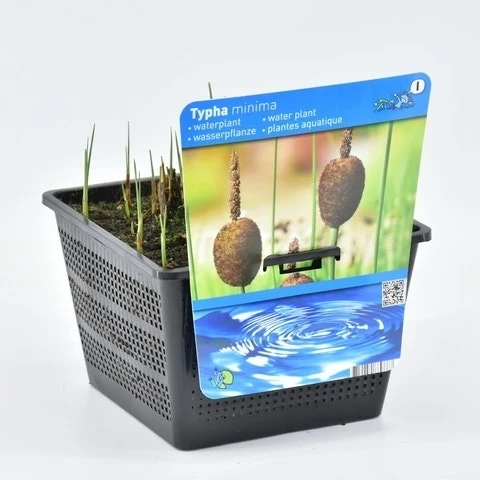 Kleinste Lisdodde (Typha Minima) 4 Kleinste Lisdodde (Typha Minima) - Afbeelding 2