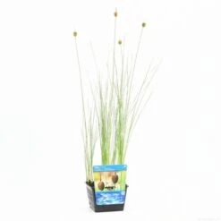 Kleinste Lisdodde (Typha Minima) 10 Kleinste Lisdodde (Typha Minima) -Tuinplanten Winkel typha minima s