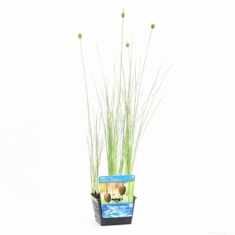Kleinste Lisdodde (Typha Minima) 6 Kleinste Lisdodde (Typha Minima) - Afbeelding 4