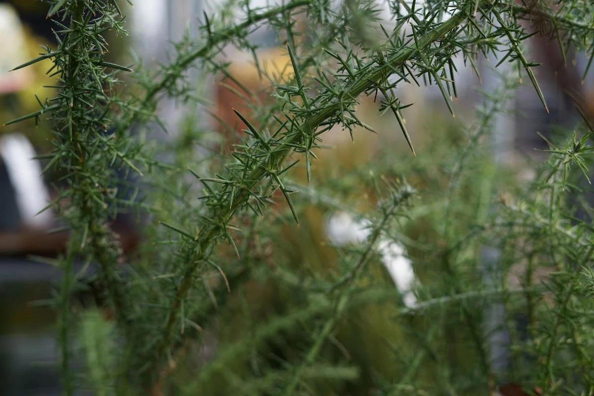 Gaspeldoorn (Ulex Europaeus) 6 Gaspeldoorn (Ulex Europaeus) - Afbeelding 4