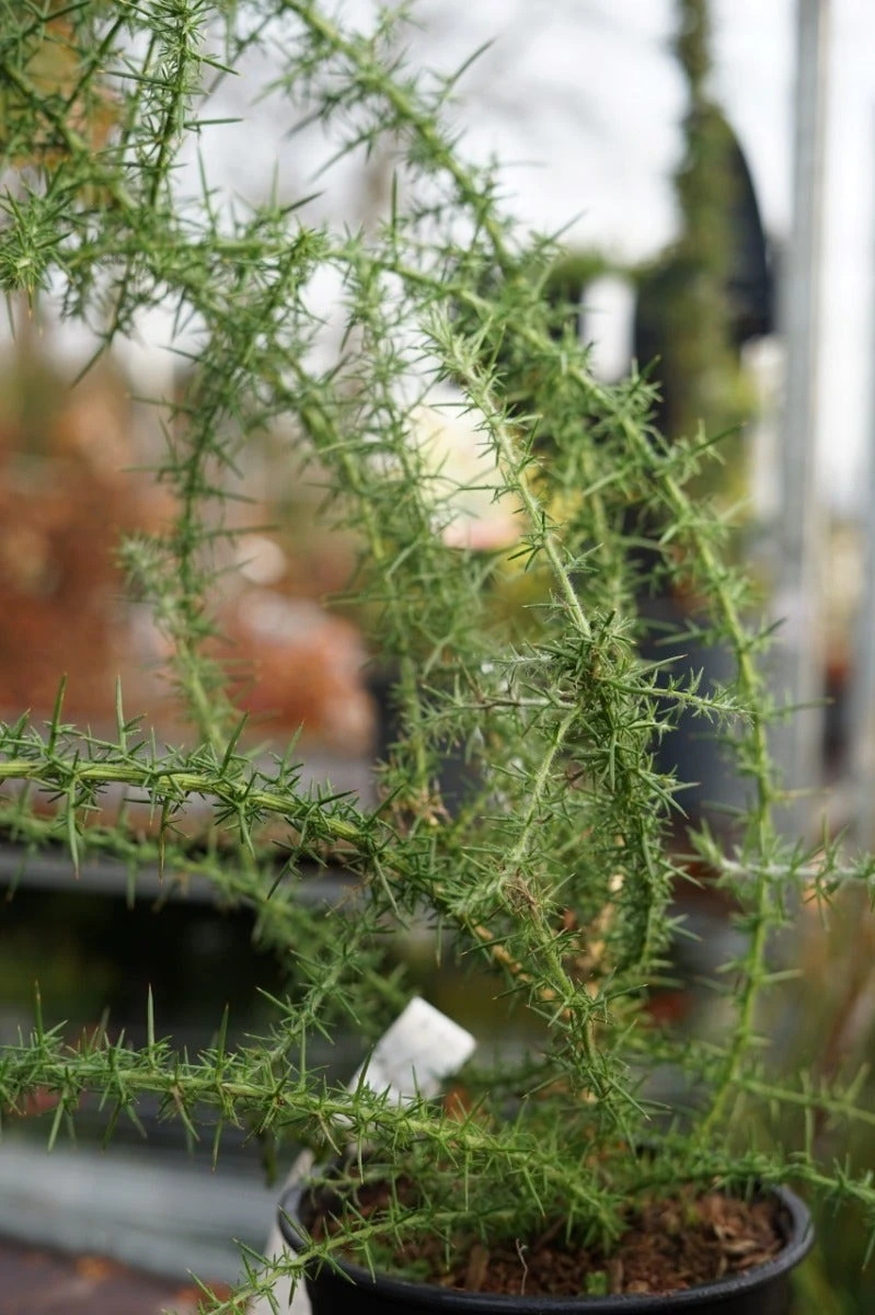 Gaspeldoorn (Ulex Europaeus) 7 Gaspeldoorn (Ulex Europaeus) - Afbeelding 5