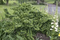 Dwergiep (Ulmus Minor 'Jacqueline Hillier')