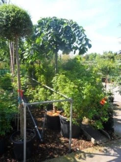 Treuriep (Ulmus Glabra 'Pendula') 10 Treuriep (Ulmus Glabra 'Pendula') -Tuinplanten Winkel ulmus glabra pendula 14 16 18ho cont