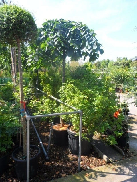 Treuriep (Ulmus Glabra 'Pendula') 6 Treuriep (Ulmus Glabra 'Pendula') - Afbeelding 4