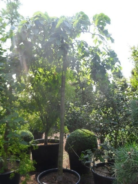 Treuriep (Ulmus Glabra 'Pendula') 7 Treuriep (Ulmus Glabra 'Pendula') - Afbeelding 5