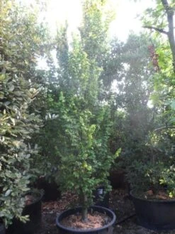 Goudiep (Ulmus Hollandica 'Wredei') 15 Goudiep (Ulmus Hollandica 'Wredei') -Tuinplanten Winkel ulmus hollandica wredei 350 400 450 cont