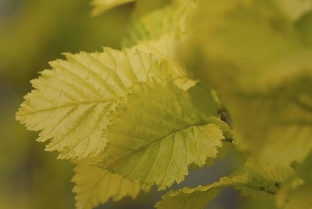 Goudiep (Ulmus Hollandica 'Wredei') 4 Goudiep (Ulmus Hollandica 'Wredei') - Afbeelding 2