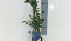 Blauwe Bes (Vaccinium Corymbosum 'Bluecrop') -Tuinplanten Winkel vaccinium cor. bluecrop 50 60 c2