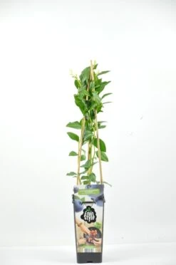 Blauwe Bes (Vaccinium Corymbosum 'Bluecrop') -Tuinplanten Winkel vaccinium cor. bluecrop rp2l bosbes