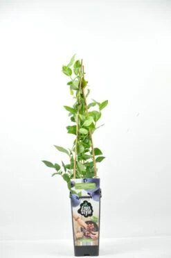 Bosbes (Vaccinium Corymbosum ‘North Blue’)