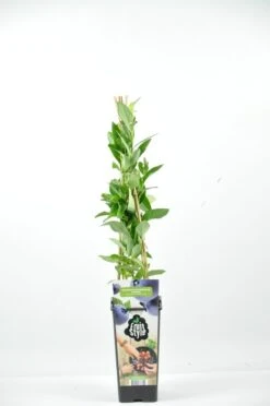 Bosbes (Vaccinium Corymbosum ‘Emblue’)