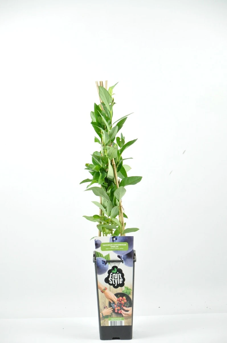 Bosbes (Vaccinium Corymbosum ‘Emblue’) 3 Bosbes (Vaccinium Corymbosum ‘Emblue’)