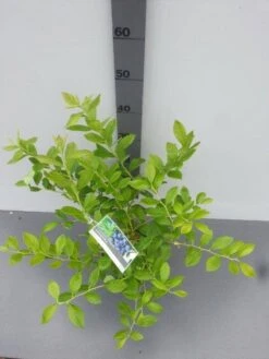 Bosbes (Vaccinium Corymbosum 'Goldtraube') -Tuinplanten Winkel vaccinium cor. goldtraube