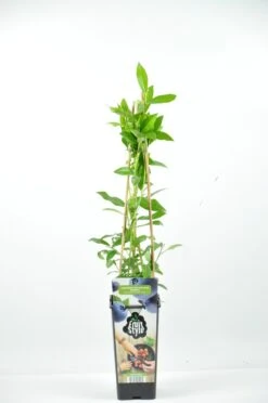 Bosbes (Vaccinium Corymbosum ‘Heerma’)