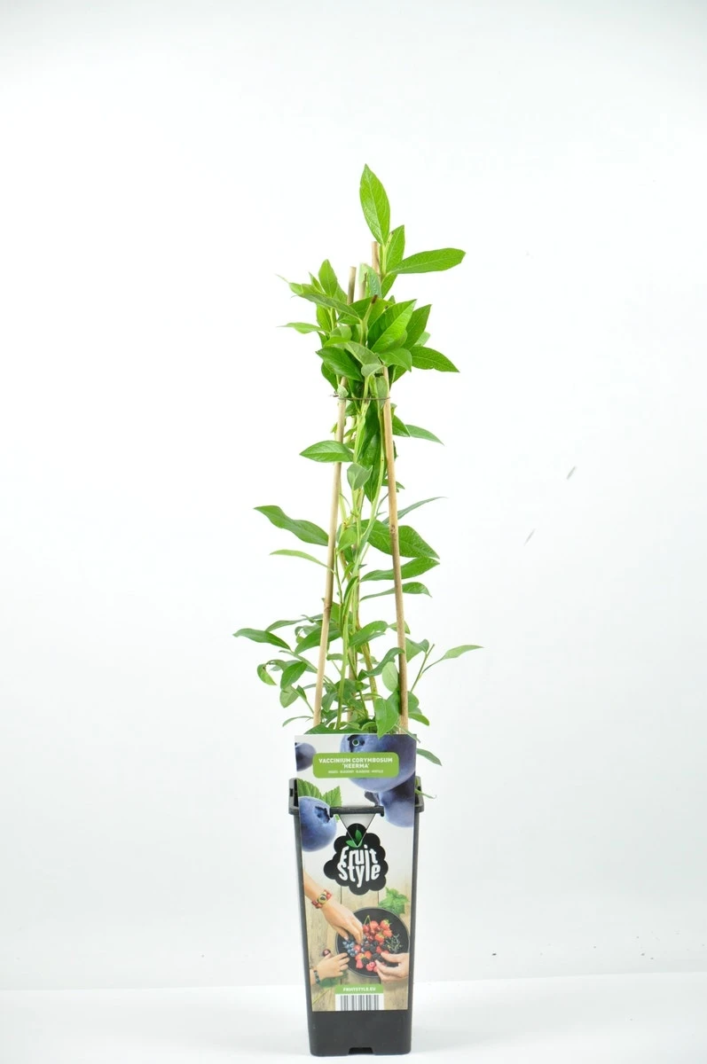 Bosbes (Vaccinium Corymbosum ‘Heerma’) 3 Bosbes (Vaccinium Corymbosum ‘Heerma’)