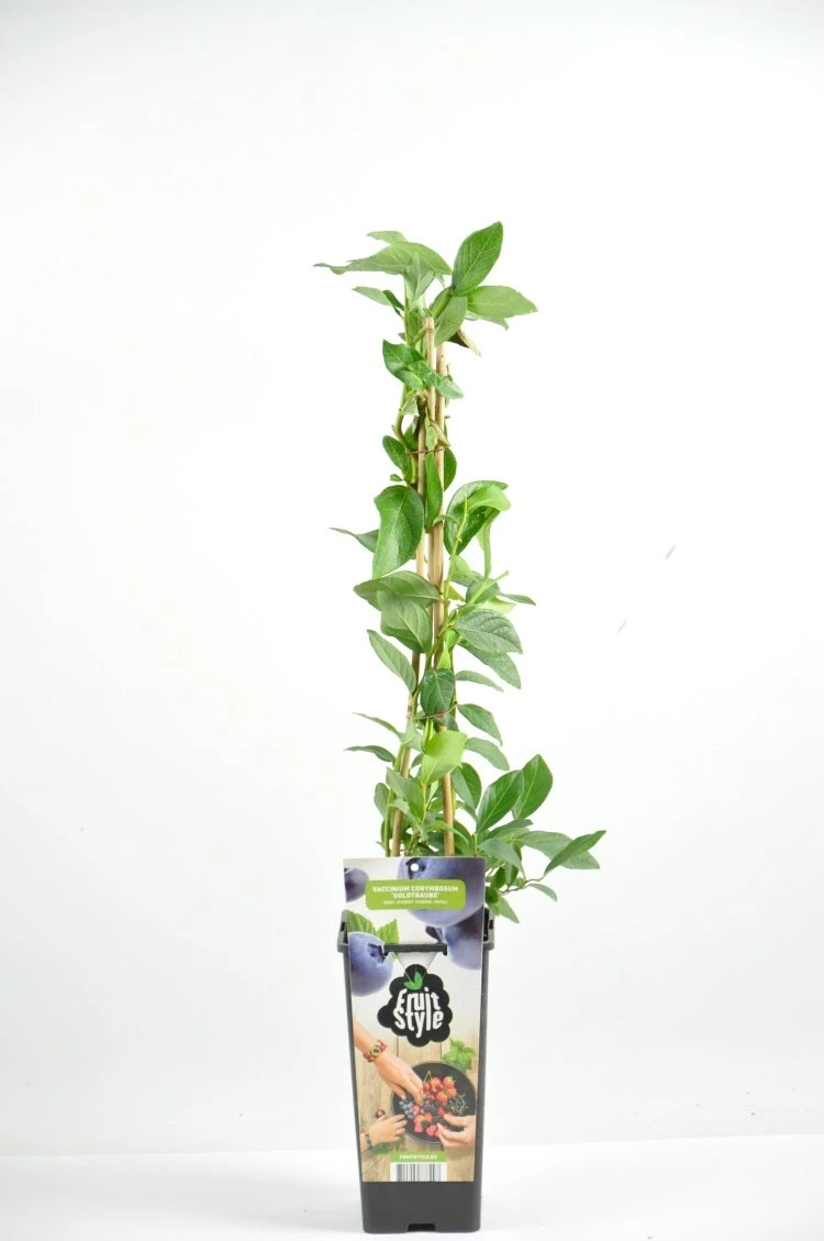 Blauwe Bes (Vaccinium Corymbosum 'North Country')