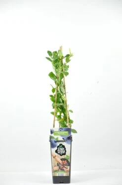 Bosbes (Vaccinium Corymbosum ‘Northland’)