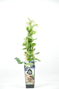 Bosbes (Vaccinium Corymbosum ‘Pioneer’)