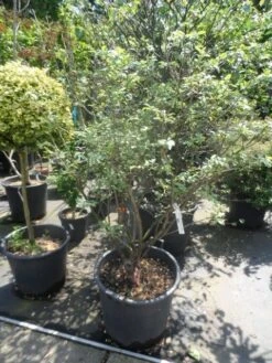 Bosbes (Vaccinium Corymbosum 'Goldtraube') -Tuinplanten Winkel vaccinium corymbosum 100 125 c50