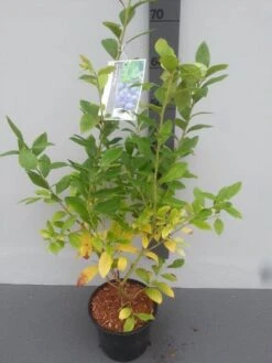 Bosbes (Vaccinium Corymbosum 'Goldtraube') -Tuinplanten Winkel vaccinium corymbosum goldtraube 71