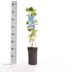 Bosbes (Vaccinium Corymbosum 'Goldtraube') -Tuinplanten Winkel vaccinium corymbosum goldtraube