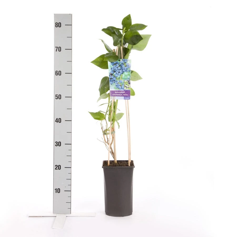 Amerikaanse Bosbes (Vaccinium Corymbosum 'Jersey') 4 Amerikaanse Bosbes (Vaccinium Corymbosum 'Jersey') - Afbeelding 2