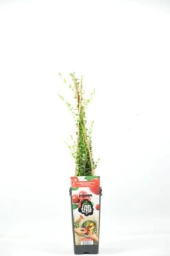 Cranberry (Vaccinium Macrorampom 'Early Black')