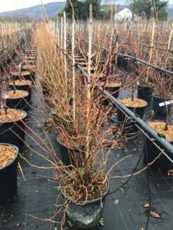 Bosbes (Vaccinium Corymbosum 'Goldtraube') -Tuinplanten Winkel vacciniumgoldtraube20l
