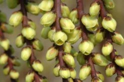 Staartaar (Stachyurus Praecox) -Tuinplanten Winkel vaem00024 1