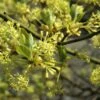 Sassafras (Sassafras Albidum) -Tuinplanten Winkel vaem00052