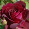 Trosroos (Rosa 'Burgundy Ice') -Tuinplanten Winkel vaem00641