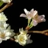 Japanse Sierkers (Prunus Subhirtella 'Autumnalis') -Tuinplanten Winkel vaem01169