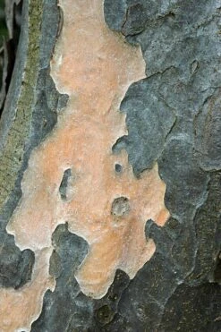 Grote Parrotia (Parrotia Persica) -Tuinplanten Winkel vaem01237