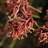 Toverhazelaar (Hamamelis Intermedia 'Ruby Glow') -Tuinplanten Winkel vaem02444