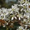 Krentenboom (Amelanchier Arborea 'Robin Hill') -Tuinplanten Winkel vaem02643