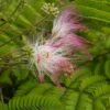 Perzische Slaapboom (Albizia Julibrissin)