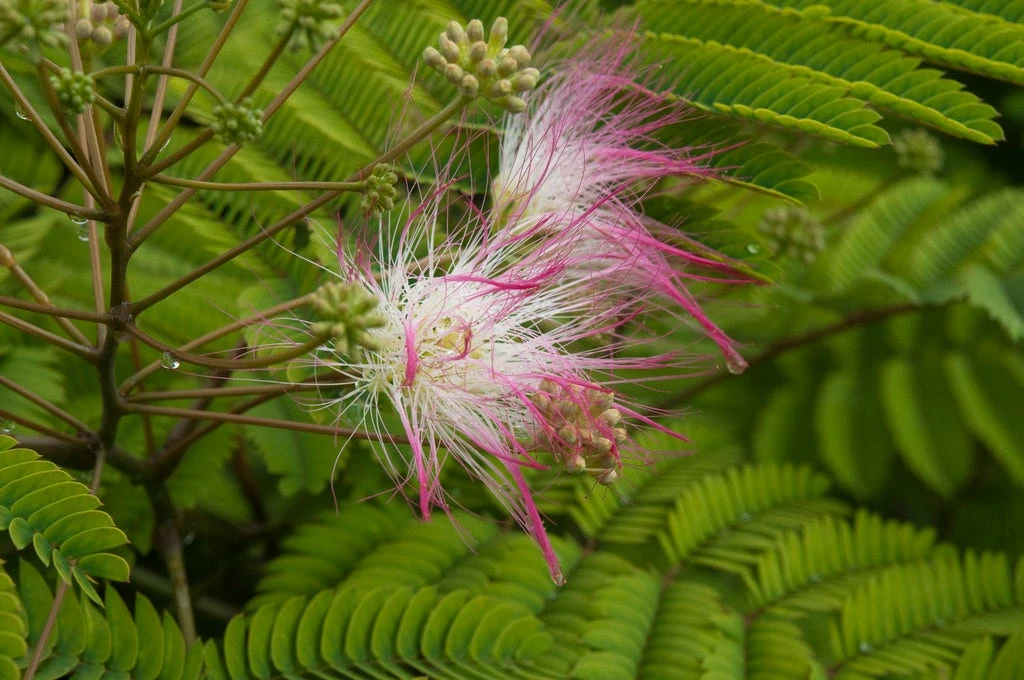 Perzische Slaapboom (Albizia Julibrissin) 3 Perzische Slaapboom (Albizia Julibrissin)
