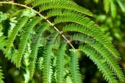 Perzische Slaapboom (Albizia Julibrissin) 27 Perzische Slaapboom (Albizia Julibrissin) -Tuinplanten Winkel vaem09492